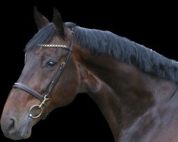 Springpferd Drogba Z (KWPN (Niederländisches Warmblut), 2012, von Dallas VDL Z)