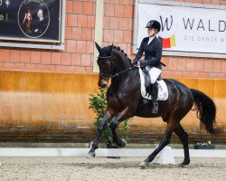 dressage horse Bismarck (Hanoverian, 2017, from Buckingham)