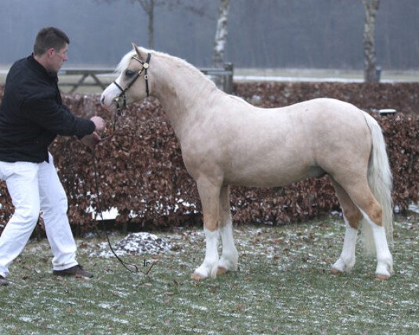 Deckhengst Rotan's Camelot (Welsh Mountain Pony (Sek.A), 2014, von De Evertshoeve's Elegance)