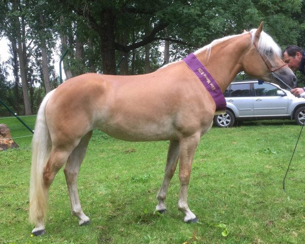 Zuchtstute Hanesa (Haflinger, 2017, von Sternwächter)