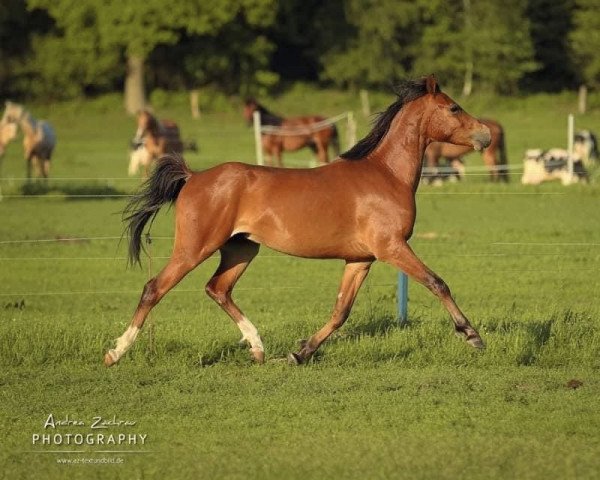 dressage horse River's flying steps AS (German Riding Pony, 2017, from PrH Riverdance)