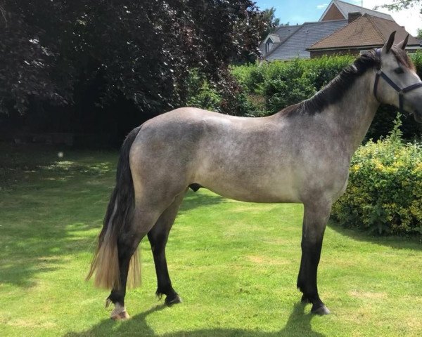 horse Woodlands Paddy (Connemara Pony, 2016, from Oisín na Coilltedubh)