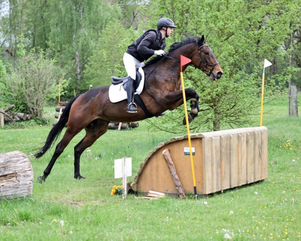 Springpferd Timpany Sapphire (Irish Sport Horse, 2012, von Emperor Augustus xx)