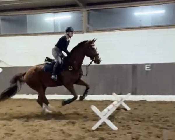 dressage horse Frederic 120 (Rhinelander, 2004, from Fuchsberger)