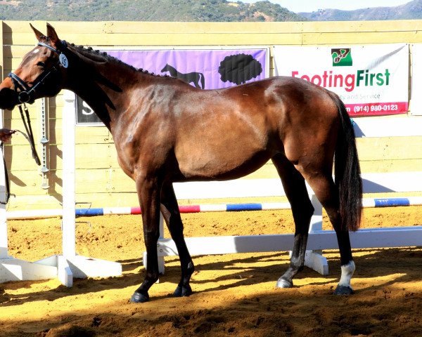 broodmare Jet Stream (KWPN (Royal Dutch Sporthorse), 2014, from Aram)