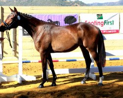 broodmare Jet Stream (KWPN (Royal Dutch Sporthorse), 2014, from Aram)