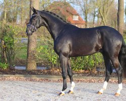 stallion Lausanne (KWPN (Royal Dutch Sporthorse), 2020, from Le Formidable)