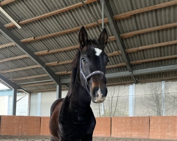 dressage horse Diamante di Passione (Hanoverian, 2022, from Diamond First)