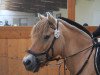 dressage horse Lasse (Fjord Horse, 2004)