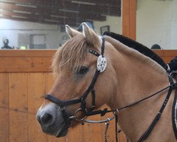 dressage horse Lasse (Fjord Horse, 2004)