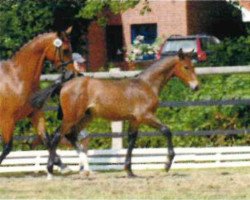 stallion Stolz (Oldenburg show jumper, 2006, from Stalypso)