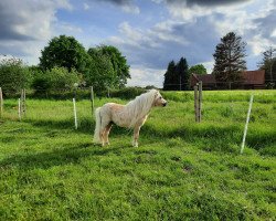 stallion Golden Dancer E (Shetland pony (under 87 cm),  , from Gold Star van de Beatrixlaan)