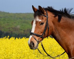 Pferd Face to Face xx (Englisches Vollblut, 1997, von Master Speaker xx)