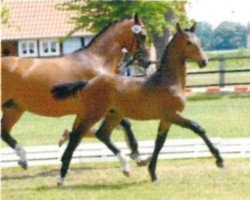 jumper Star Pilot (Oldenburg show jumper, 2007, from Stalypso)