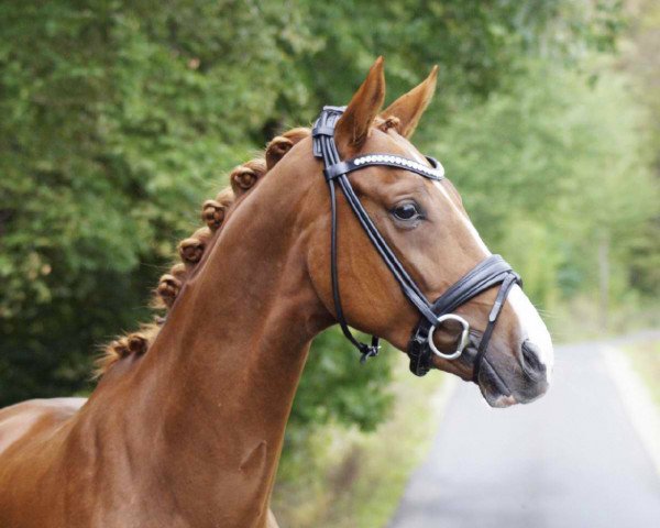 dressage horse Queens Gambit (Hanoverian, 2017, from Quantensprung 3)