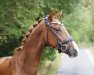 dressage horse Queens Gambit (Hanoverian, 2017, from Quantensprung 3)