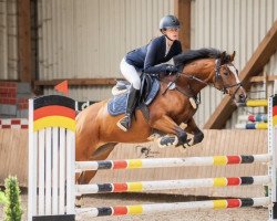 jumper Feldrose (German Riding Pony, 2014, from Black Champion)