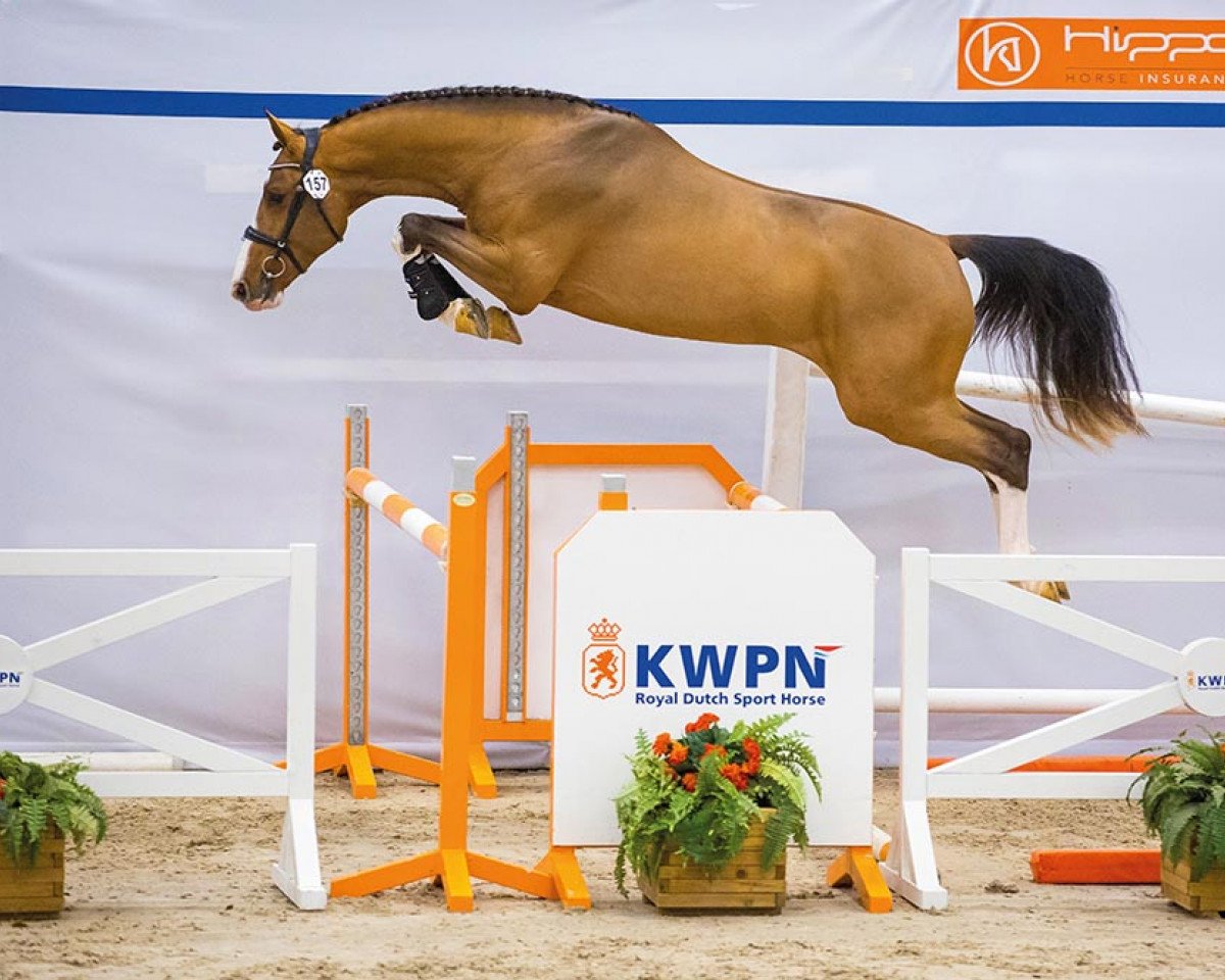 stallion Stakkato Cornet (Zangersheide riding horse, 2020, from Stakkato Gold)
