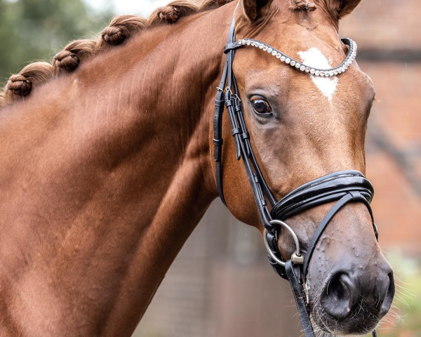 dressage horse Daili Diamond (Westphalian, 2019, from Blue Hors Dreamline)