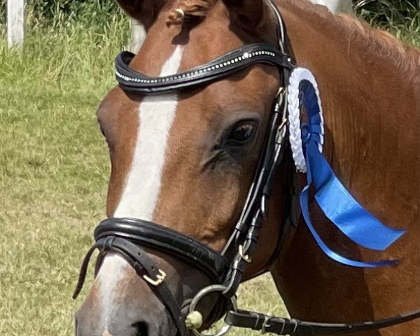 dressage horse Cairo 41 (unknown, 2009)