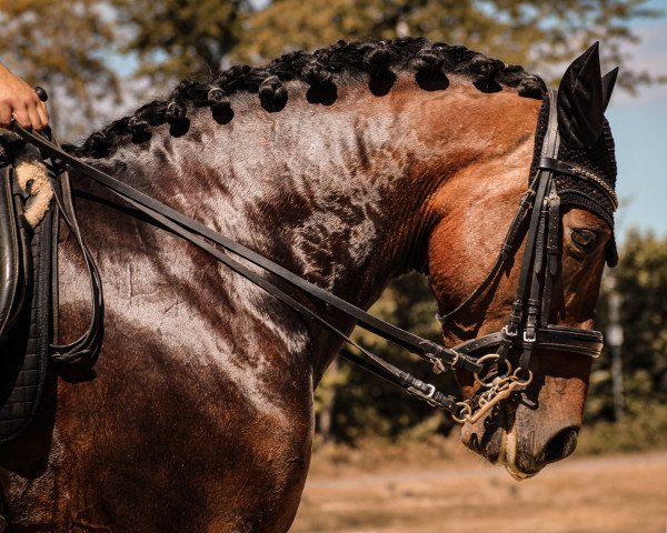 dressage horse Remolino (Andalusians/horse of pure Spanish race, 2012)