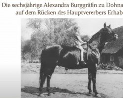 Deckhengst Erhabener (Trakehner, 1921, von Neander)