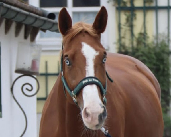horse Ophelia H (Trakehner, 2010, from Herzruf)