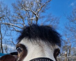 Dressurpferd Fesche Prinzessin (Kleines Deutsches Pony, 2009, von Wrenlea Kestrel)