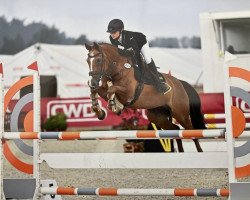 Springpferd Steendieks Jolly Couer (Deutsches Reitpony, 2008, von Steendieks Carneby)