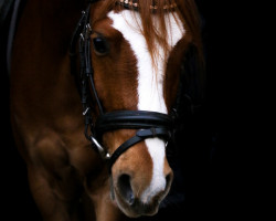 dressage horse Gandalf (Welsh-Pony (Section B), 2017, from Cadlanvalley Dreamkeeper)