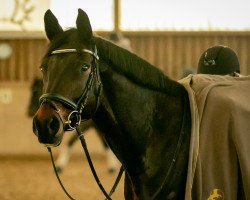 broodmare Petite Faveur (Trakehner, 2010, from Cadeau)