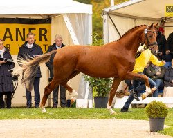 stallion Barbarossa (Hanoverian, 2020, from Bonds)