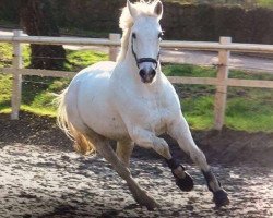 jumper Sans Souci D (KWPN (Royal Dutch Sporthorse), 2003, from Silverstone)