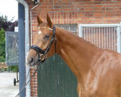 dressage horse Quirin Brestige (Hanoverian, 2019, from Q-Sieben OLD)