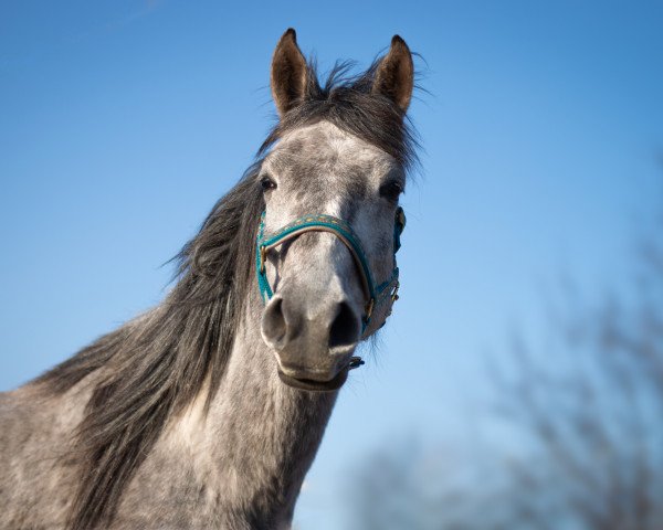 horse Alkmene WM (Shagya Arabian, 2019, from Apollon Gazlan)