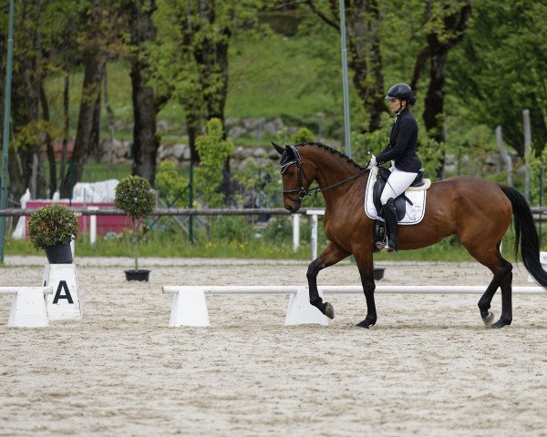 dressage horse Esmiralda W (Austrian Warmblood, 2011)