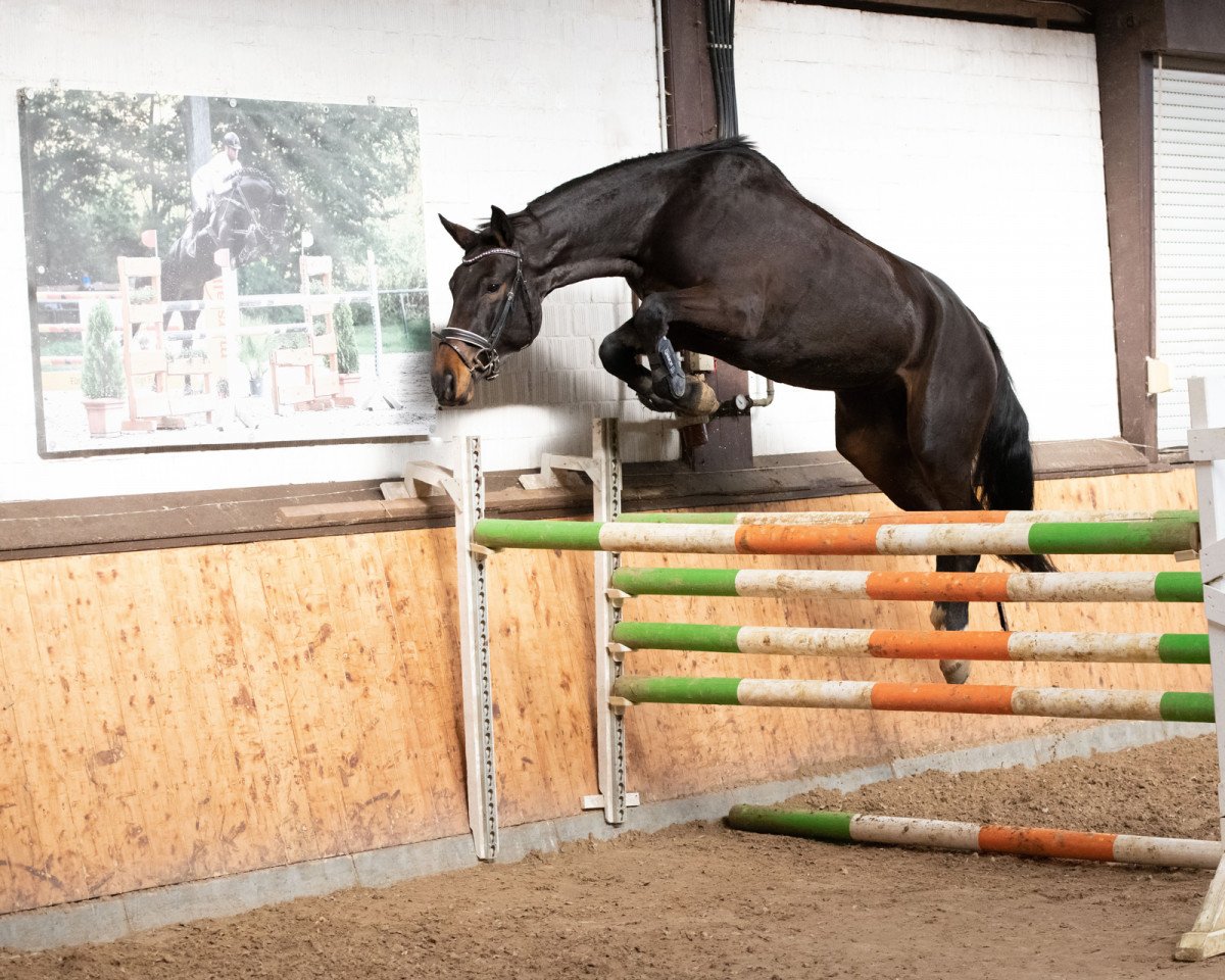 jumper Caitlin E (Westphalian, 2018, from Congress)