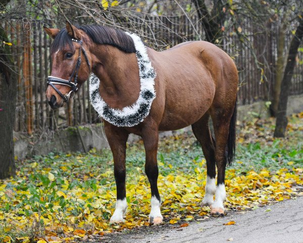 Pferd ungarische Wallach (Ungarisches Warmblut, 2015)