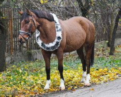 Pferd ungarische Wallach (Ungarisches Warmblut, 2018)