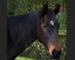 broodmare Speedy Lola (Thoroughbred, 1999, from Lomitas xx)