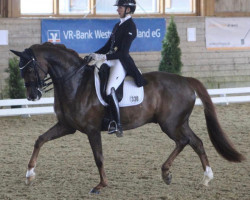 dressage horse Fox Village (Hanoverian, 2010, from Fürst Nymphenburg)