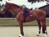 jumper Lacros 35 (German Sport Horse, 2011, from Last Mans Hope)