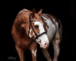 dressage horse Dream of Colours (Oldenburg, 2013, from Dimaggio)