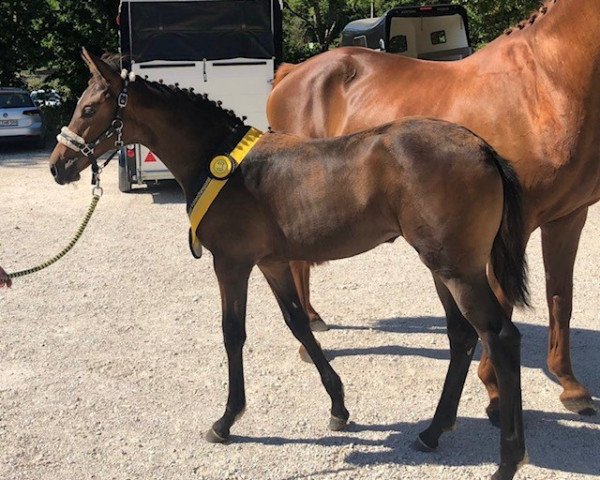 dressage horse Heidi von Herzen W (Trakehner, 2022, from Herbstkönig 2)