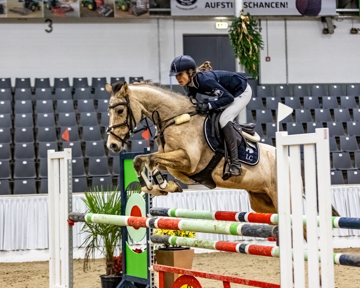 Springpferd Steendieks Clein Catoki (Deutsches Reitpony, 2015, von Steendieks Cream of Glory)