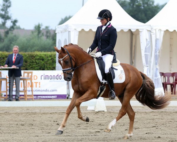 dressage horse Dimacci D (German Riding Pony, 2013, from Del Estero NRW)