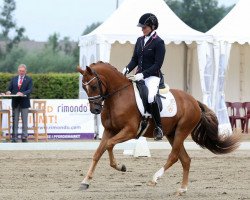 dressage horse Dimacci D (Deutsches Reitpony, 2013, from Del Estero NRW)