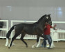 dressage horse Sansiro 5 (Hanoverian, 2016, from Sandro Hit)