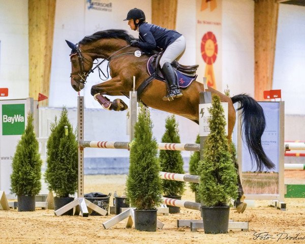 jumper Dakkiri (German Sport Horse, 2012, from Success 13)