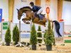 jumper Dakkiri (German Sport Horse, 2012, from Success 13)